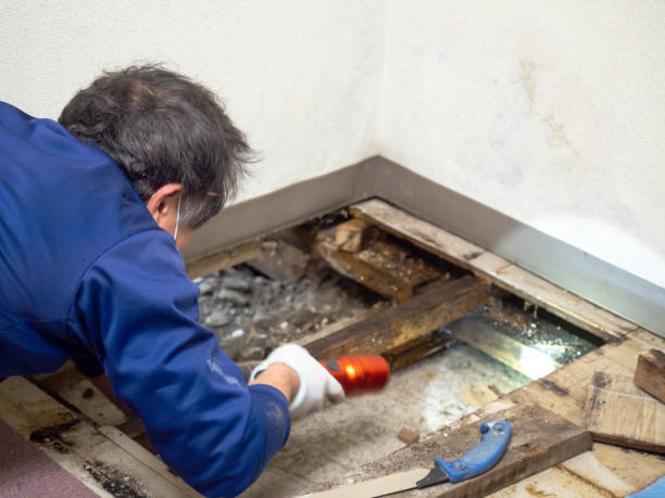 Best Crawl Space Mold Remediation in Gautier, MS
