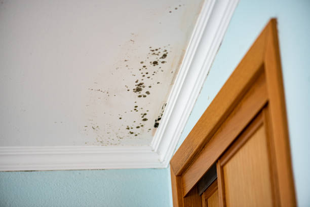Best Industrial Mold Remediation in Gautier, MS