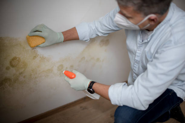 Best Post-Flood Mold Remediation in Gautier, MS